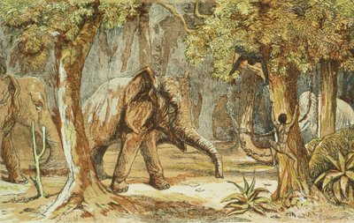 Treed by Elephants, Illustration from Sporting Scenes Amongst the Kaffirs of South Africa by W. Drayson by English School